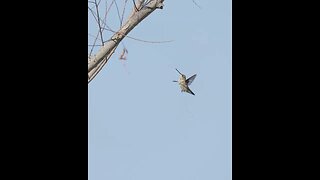 Hummingbird Ascending to Perch, Sony A1/Sony Alpha1, 4320p