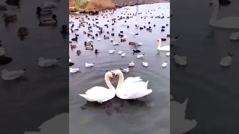 Cisnes no lago...💖