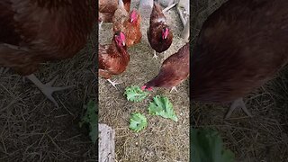 SNACKS BEFORE BED🥬 #fy #chickens #farmanimals #farmer #toddlerlife #homestead #yt #ytshorts #happy