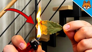 Light THIS LEAF in your Apartment and WATCH WHAT HAPPENS 💥 (suprisingly) 🔥