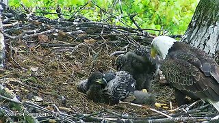 Hays Eagles H19 & H20 watch dad bring in leaves, aren't we cute! (34 & 32 days) 04-29-2023 7:44am
