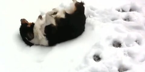 Happy dogs roll in the snow