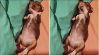 Liten chihuahua som sover oroligt