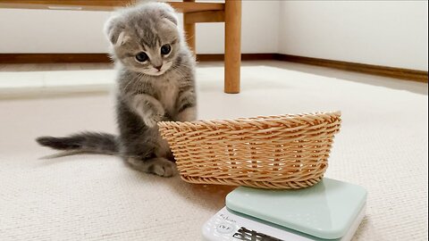 a kitten who doesn't get on the scale obediently