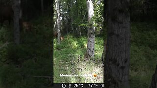 Lots of babies around here.😍 #countryliving #montana #elk #livingthedream #babycalf #babyelk