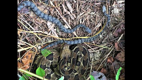 Loving mother rattlesnake carefully tends to her babies
