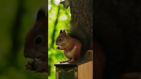 So cute animal squirrel Eat food beautiful moments nature place ||#shorts #youtubepets #animalslife