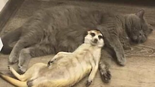L'amour de ce chat et ce suricate est à fondre