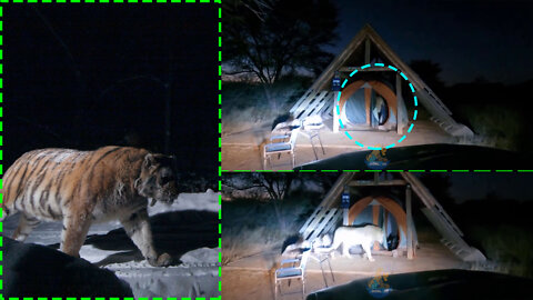 Tiger Attack human tent at night - Denger Moments - Animalden