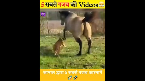 Animal funny moments