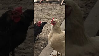 My Grandmas Chickens, WHAT ARE THEY SAYING