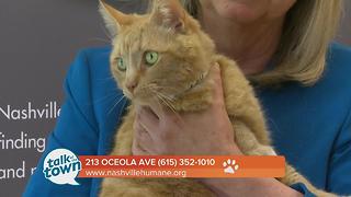 Nashville Humane Association Pet of the Week 6-16-17