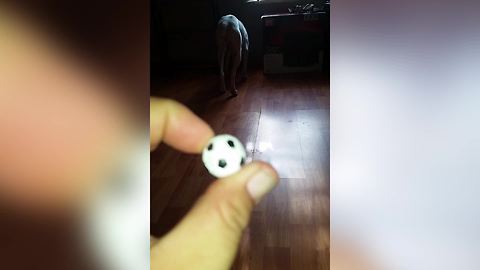 Funny Dog Scared Of The Tiniest Soccer Ball Ever