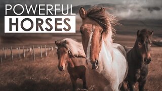 POWERFUL HORSES IN THE WORLD | FACTS ABOUT HORSES | STRONGEST HORSES