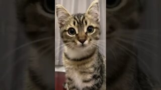 Cat Gives A Kiss tiktok ljc166888