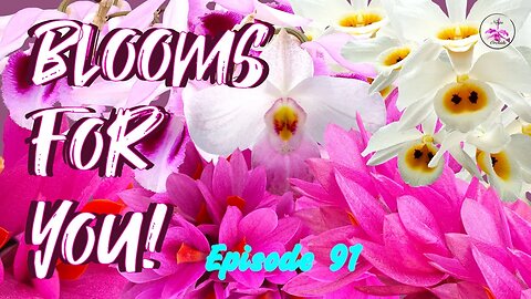 Orchid Updates | Orchid Bloom Dedications | Orchid Blooms for YOU! Episode 91 🌸🌺🌼#ninjaorchids