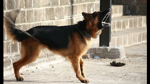 Step By Step Guard Dog Training by Richard Hienz!