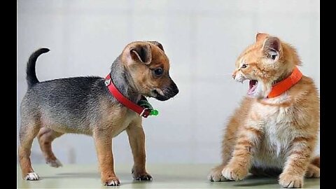 Cute dog puppy fight with cat