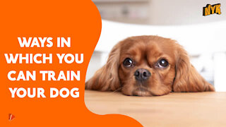 Top 4 Ways To Train Your Pet Dog
