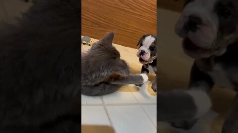 Olde English Bulldogge Puppy Meets Maine Coon Kitten