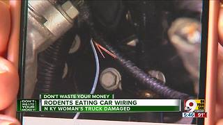 Rodents eating car wiring