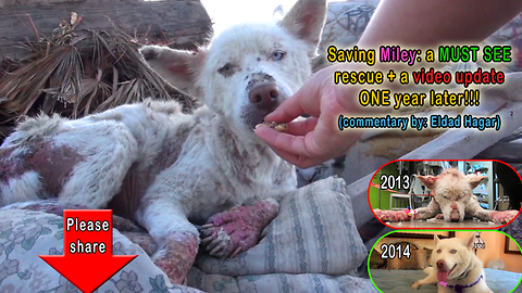 Husky's incredible transformation into a healthy dog a year after being found on a trash heap