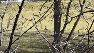 Coyote as Geese sound alarm