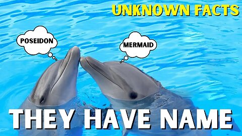 10 Unknown Facts you Don't Know | Dolphine Has Name For Eachother