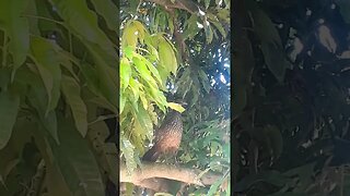 Jacuaçu em cima da árvore jacu
