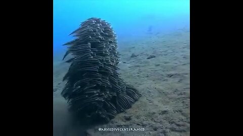 School of fish form to create a large sea creature