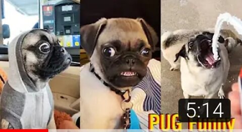 Pug funny video pet funny moments subscribe to my channel