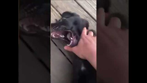 Guy engages in some playful tug-of-war with his cute German Shepherd puppy.