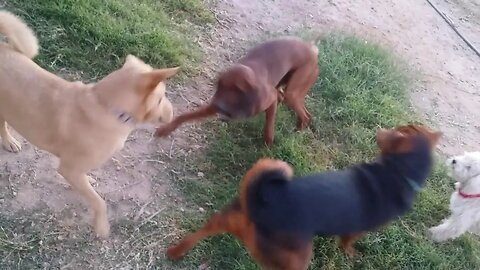 Brownie, Jethro and Roxie play 62