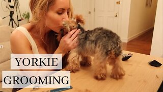 Yorkie Haircut | Grooming Lola at Home