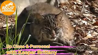 Big Cat Rescue LIVE Q&A with Brittany at Big Cat Rescue 03 20 2023