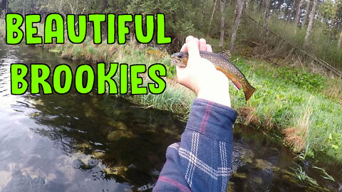 Beautiful Brookies