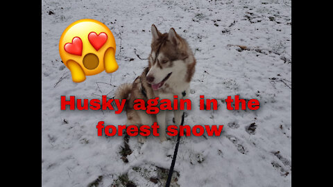 The Husky again in the forest snow