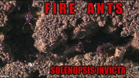 Documentary: Fire Ants: Unstoppable invaders Solenopsis Invicta + Aluminum Anthill Casting