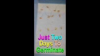 No. 619 – Two Day Germination For These Seeds #Shorts