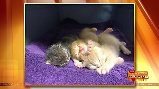 What to Do if You Find a Neonate Kitten