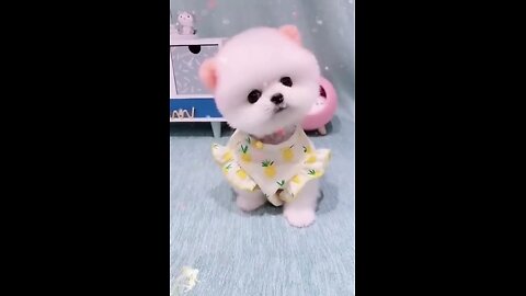 cute teacup puppy Bathing and grooming