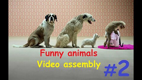 Funny animals / Video assembly #2