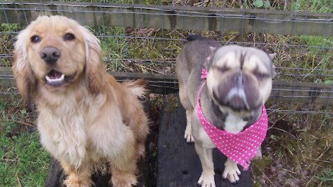 Rescue dogs playing