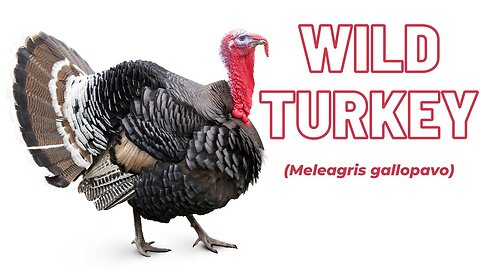 Wild Turkey Fast Facts!