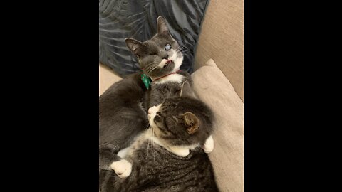 Blind cat is reunited with his mom