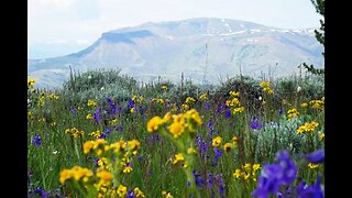 Spring Flowers on Rattlesnake & Bald Ridge Mountains over looking Morrison Jeep Trail 2023