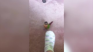 An Adorable Lovebird Bites A Woman’s Foot After Dancing With It