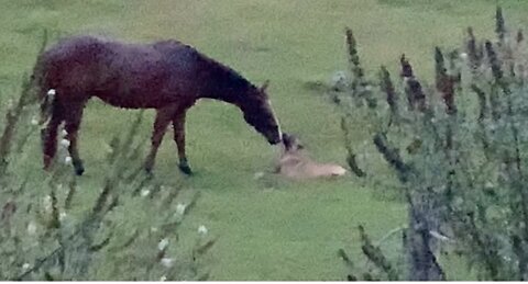 Beautiful friendship developing between Belgian Malinois dog and playful colt