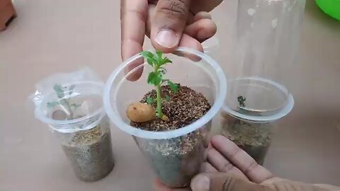 Time Lapse video of Almond growing 💗