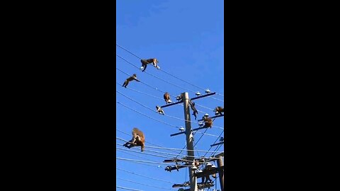 Amazing Animal Pictures Monkeys funny Funny vedio Weird animalsFunny clips #monkeyfunny